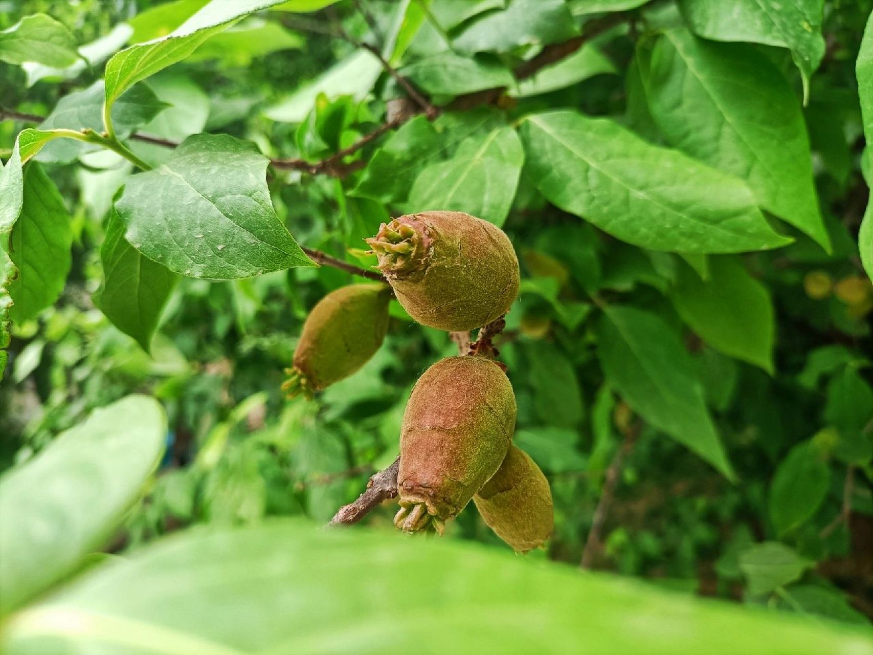 (●—●) 臘梅果,即植物臘梅(蠟梅)的果實.