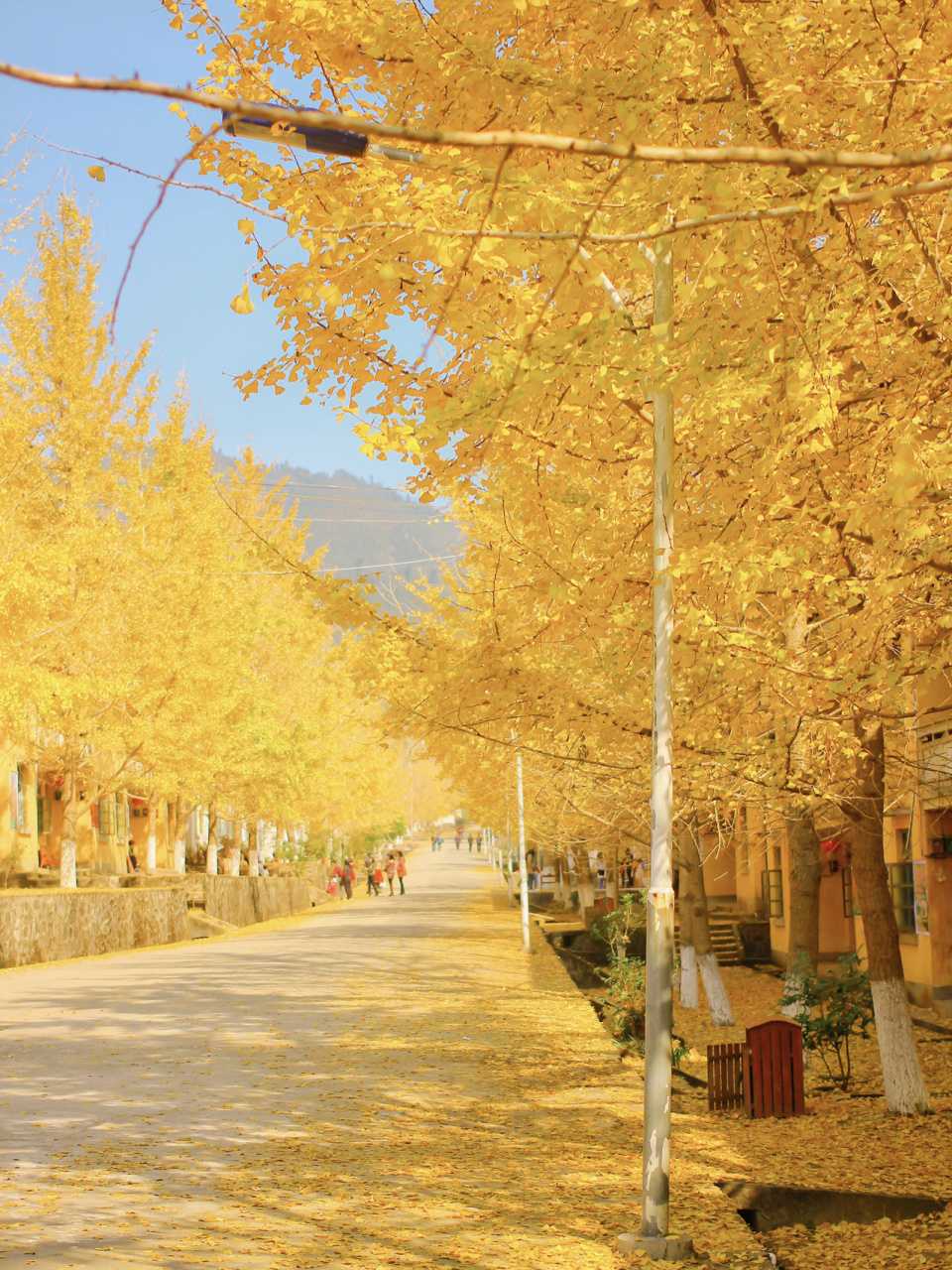 南雄寻秋之旅 广东秋色短暂, 却也有"昙花一现"的美丽, 南雄的银杏叶