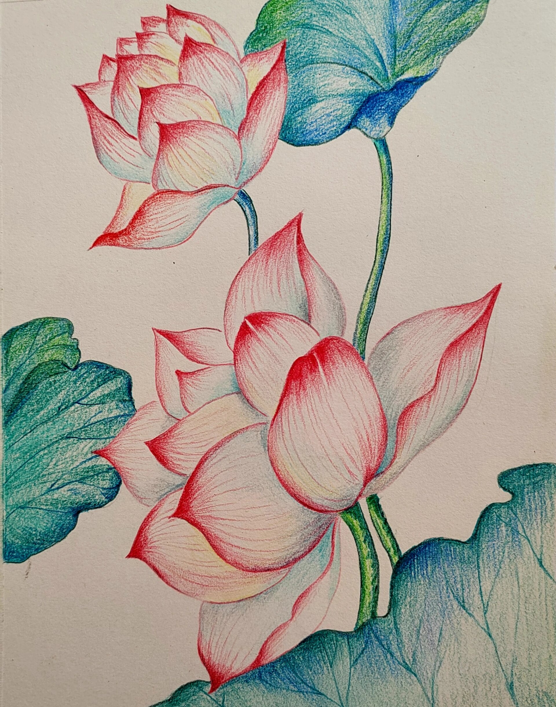 彩铅花卉《荷花》