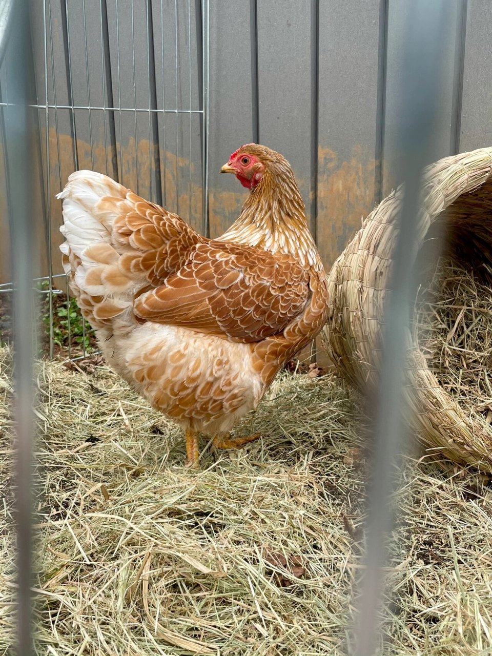 怀特鸡 土鸡 狮头鹅