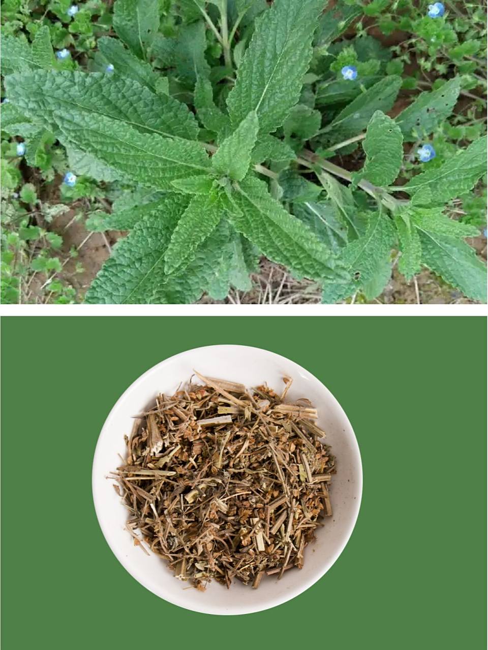 每天认识一味中药~雪见 雪见,别名 雪见草,荔枝草,癞蛤蟆草,青蛙草,皱