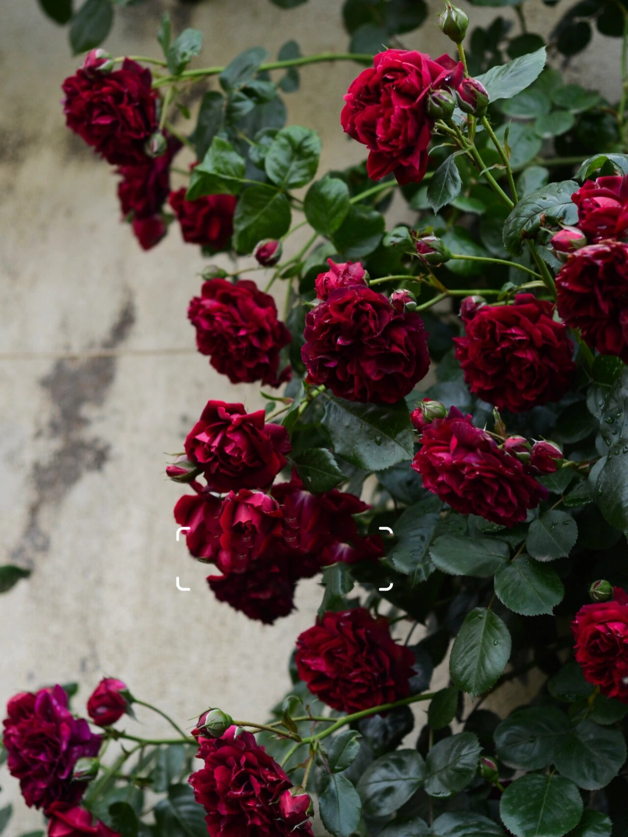 藤本月季61海格瑞