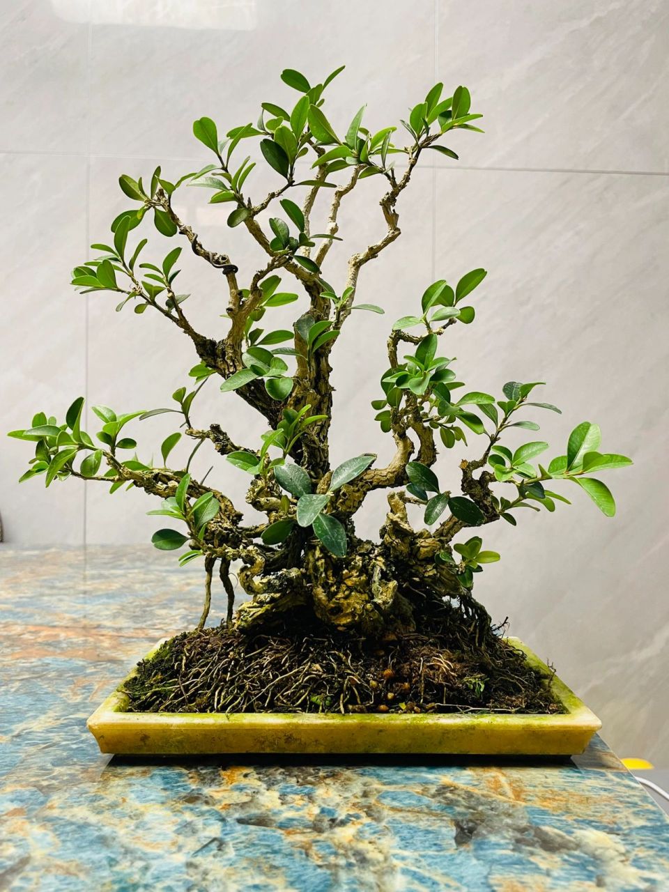 经典海岛黄杨盆景 由于黄杨生长非常缓慢,自古就有"千年黄杨寿为矮,更