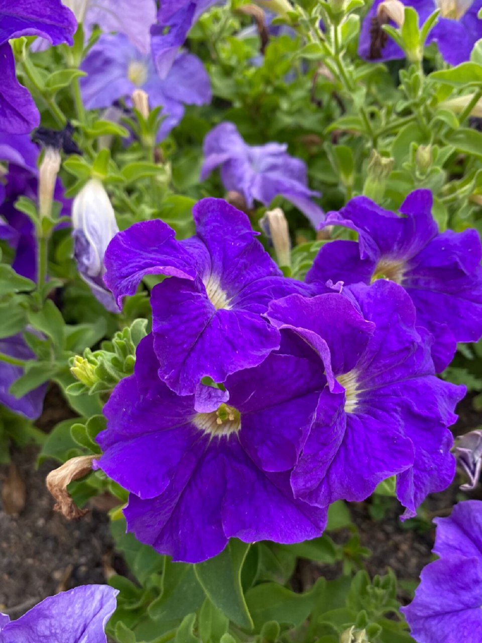 紫色矮牵牛花 碧冬茄属(学名:petunia)是一类原产于南美洲的草本植物