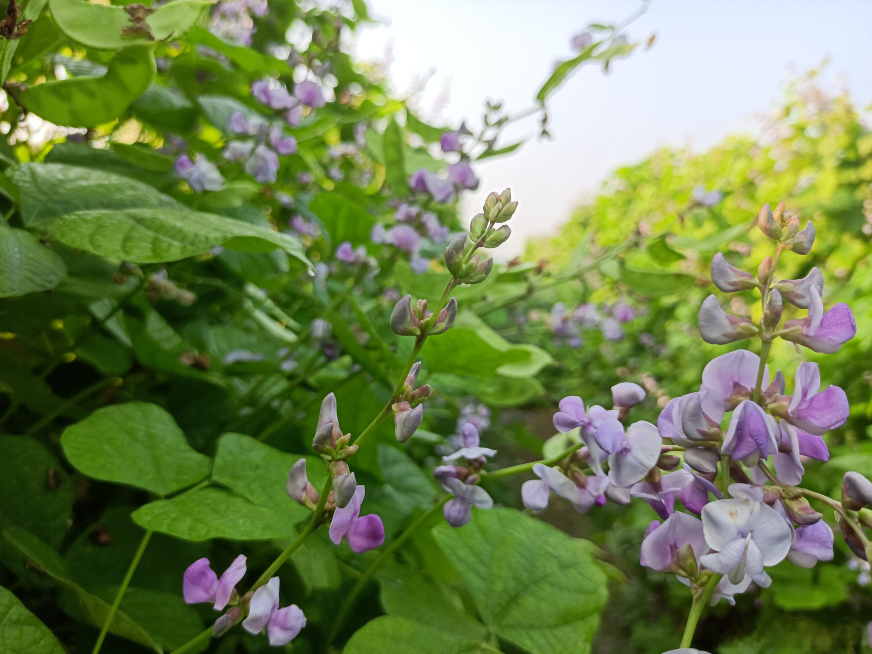 安徽亳州谯城区张店乡:小小梅豆角 花开致富路