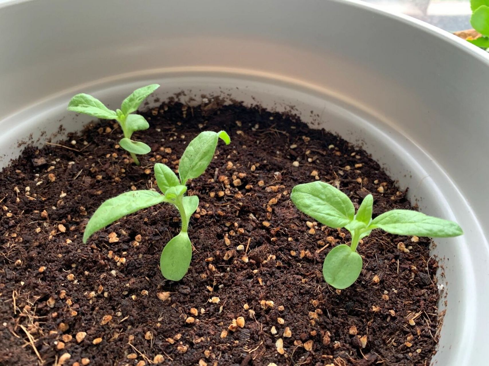 向日葵-玩具熊,第20天记录 最近接连阴雨天,见不到太阳,感觉"向日葵