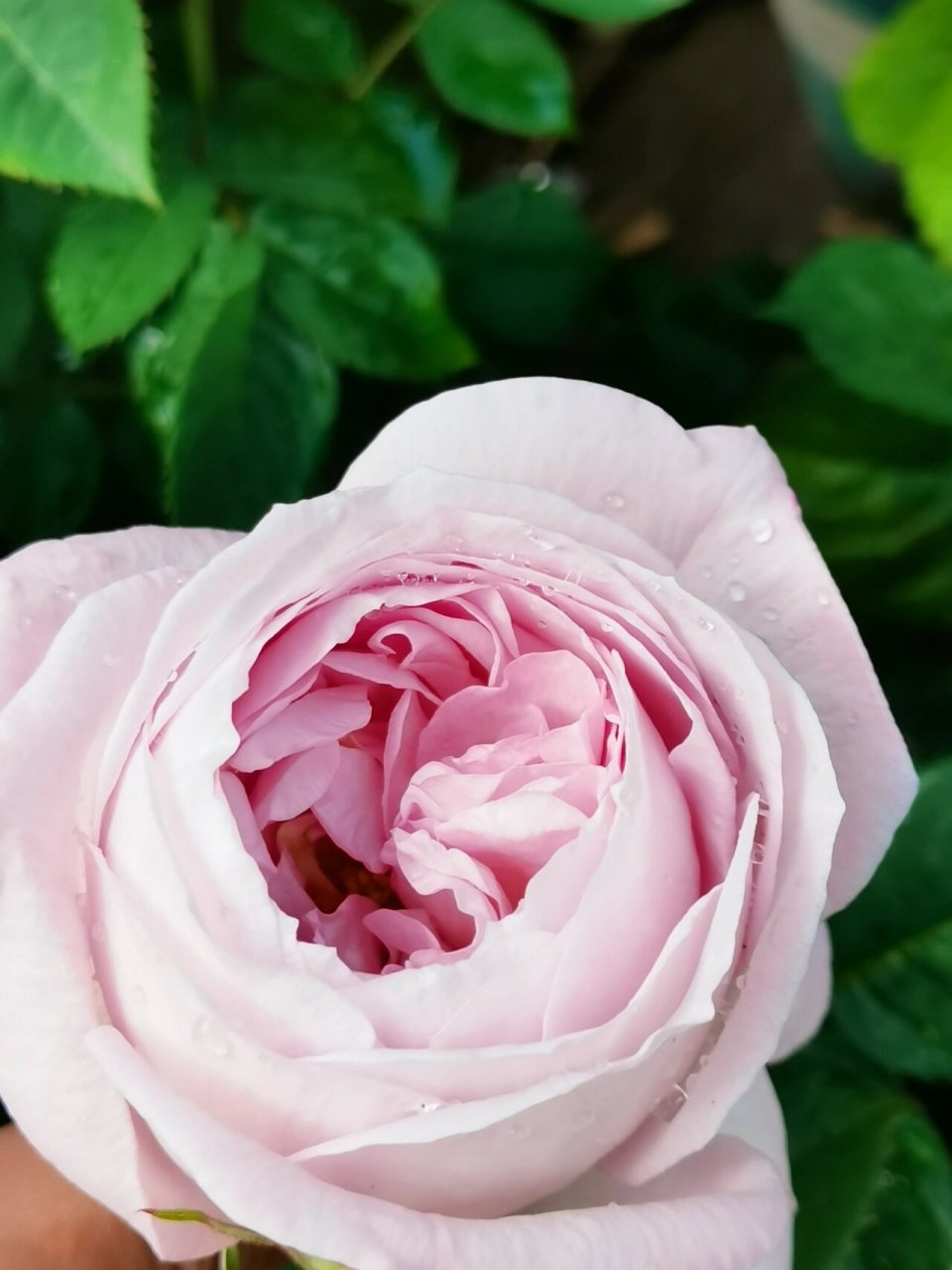 夜光杯:花如其名 #天狼月季# #月季# 品种:夜光杯(天狼自育) 抗性:购