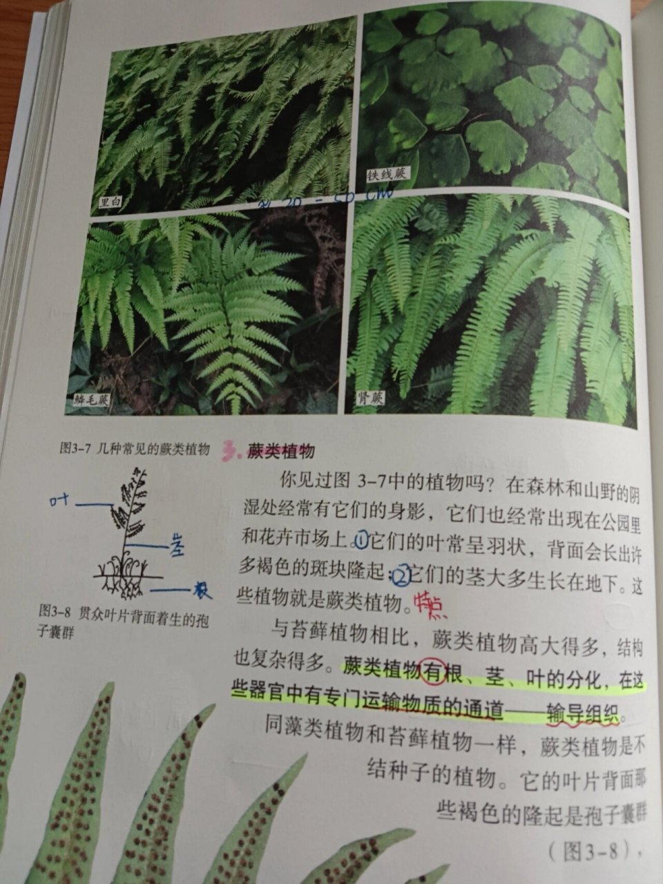 藻类植物 生物圈图片