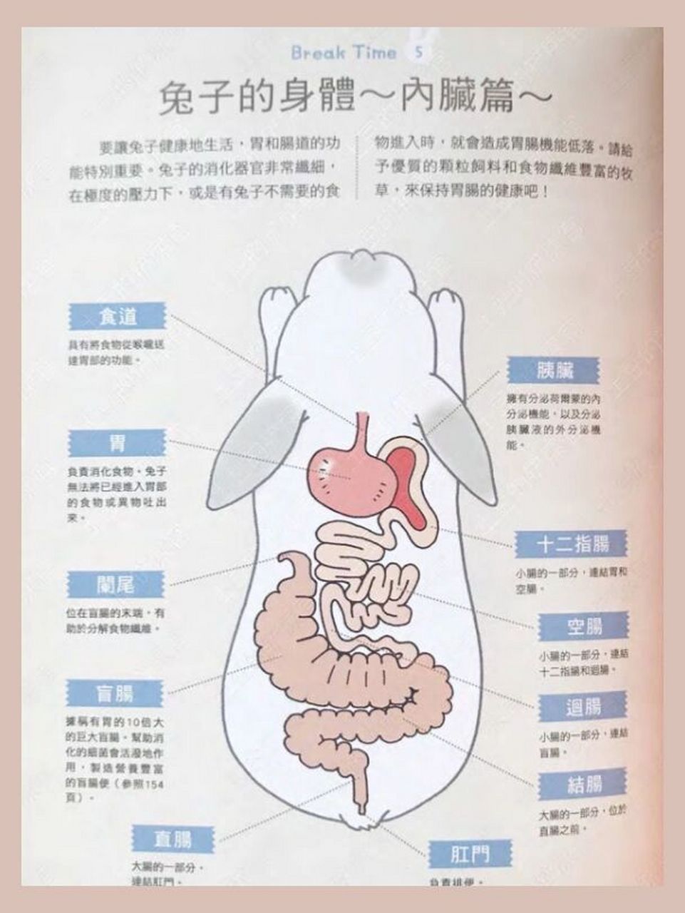 《可爱兔子饲育法》-兔兔的内脏图 之前发过一个黑