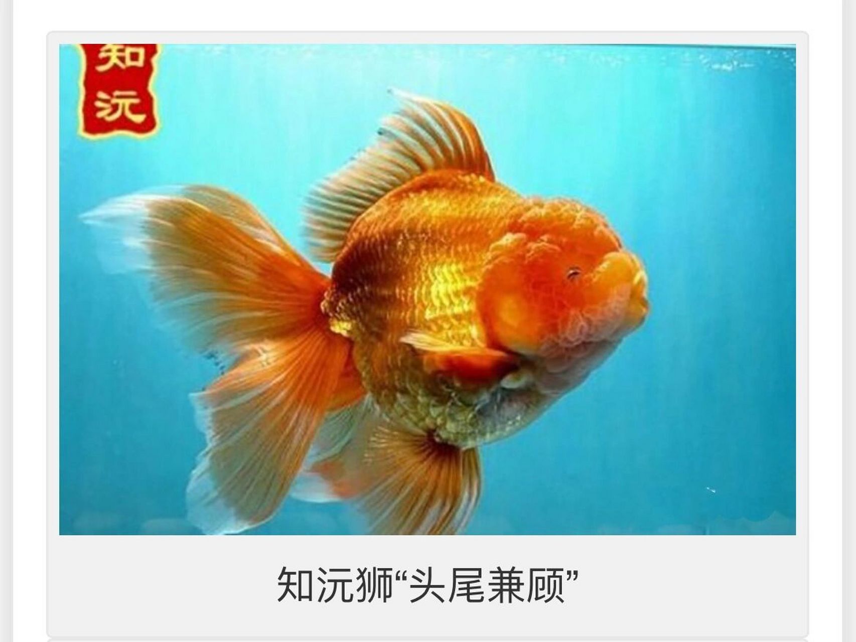怎样区分泰狮,国狮和知沅狮(完结篇)       而