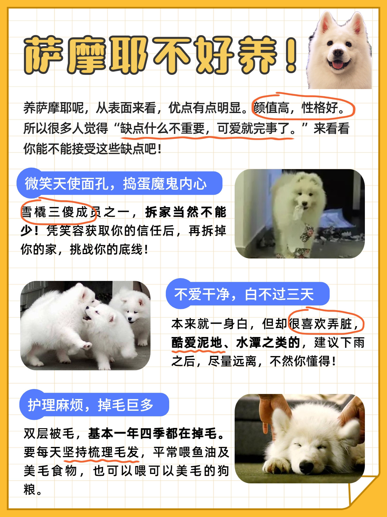 级萨摩耶喂养指南|狗狗挑选|毛发护理 论谁能抵挡得住萨摩耶的微笑呢!