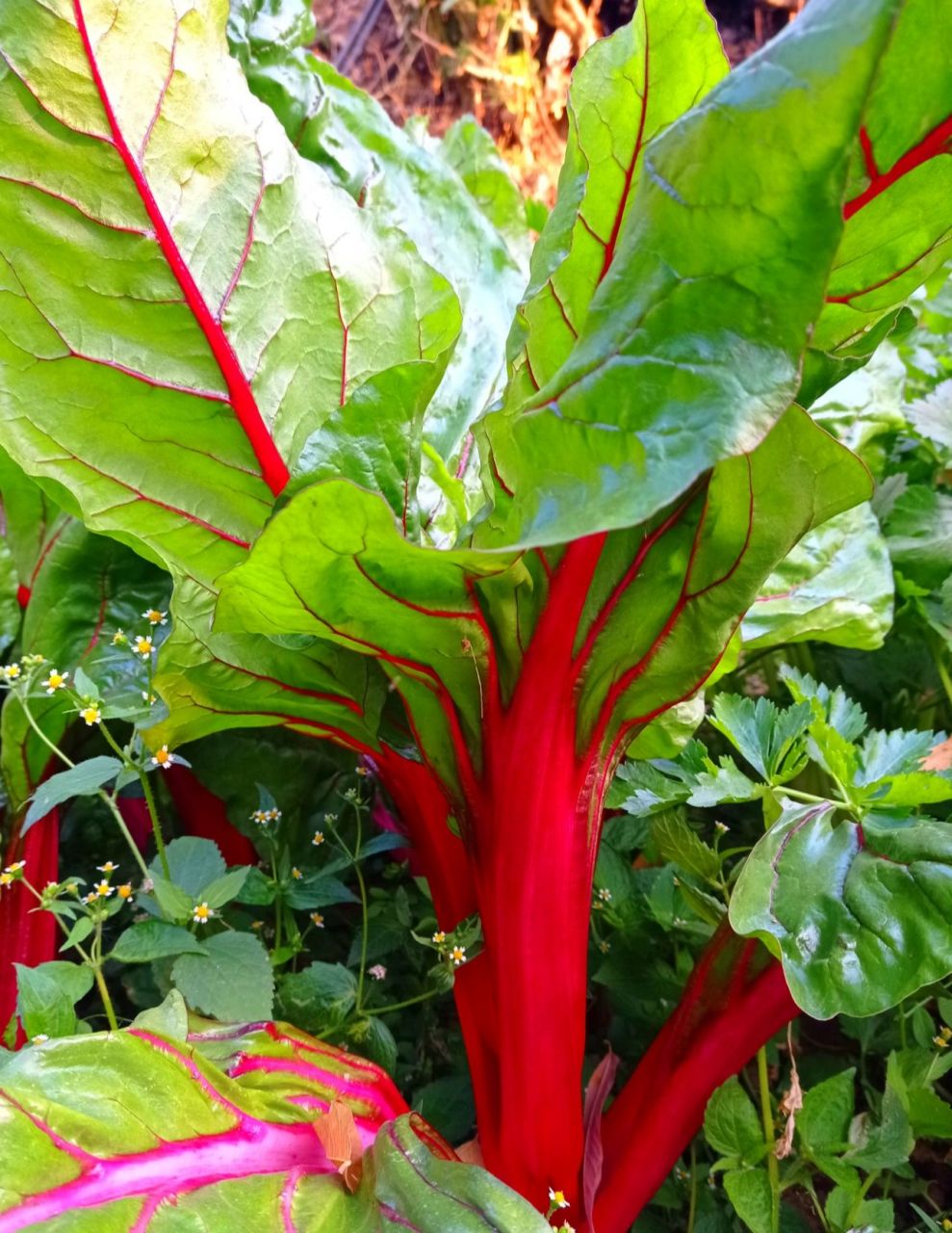 红叶甜菜 翡翠枝头晚萼