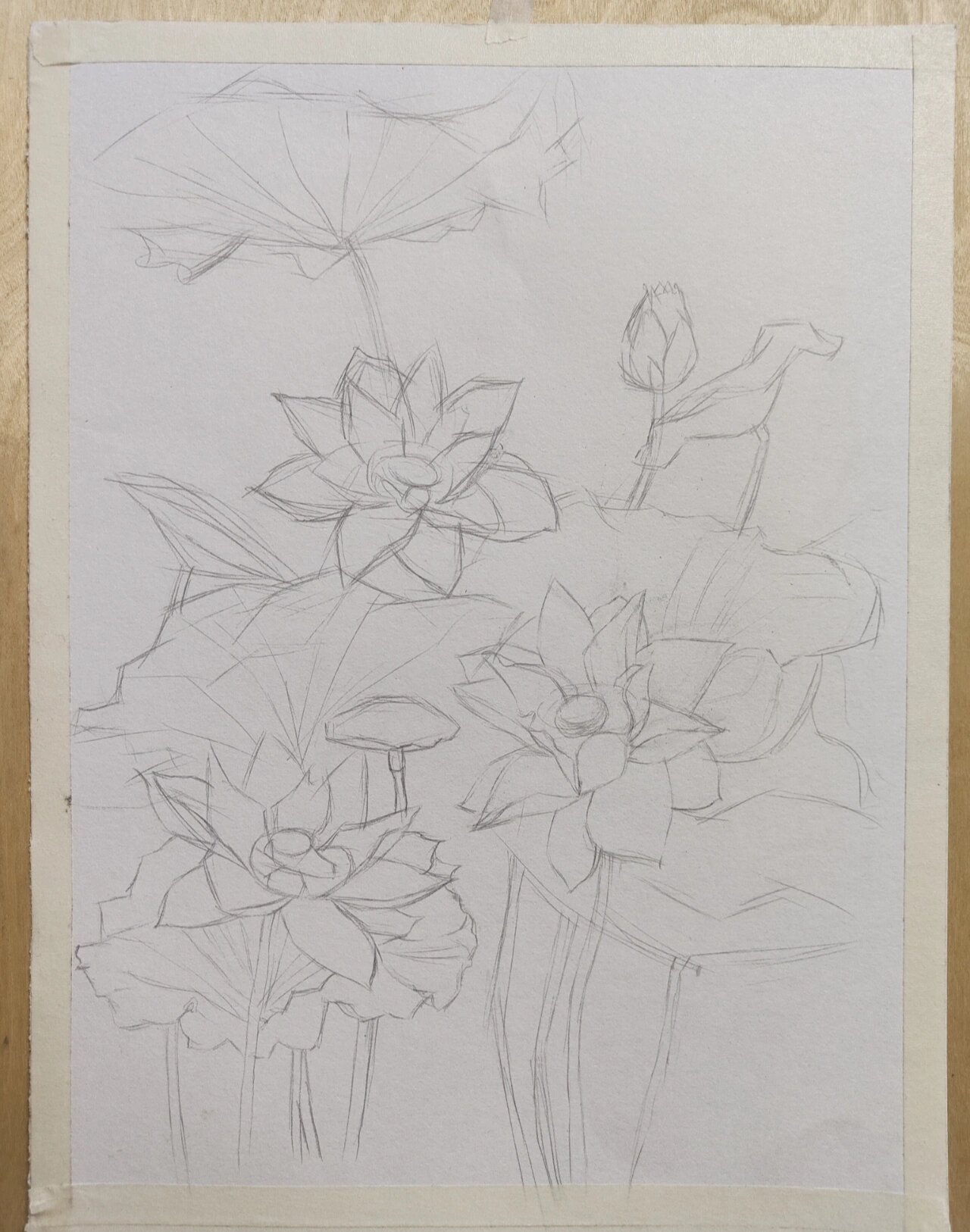控笔|day 48 荷花 黑白线描 过程(写生)