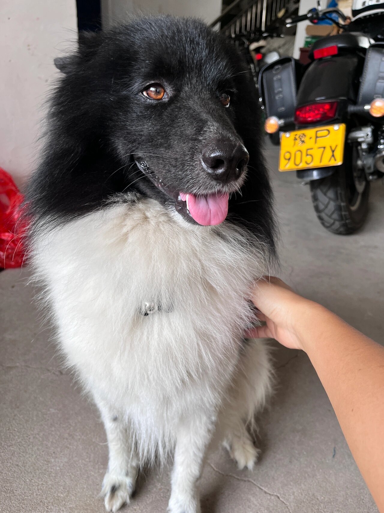 萨摩耶和边牧串串小妖