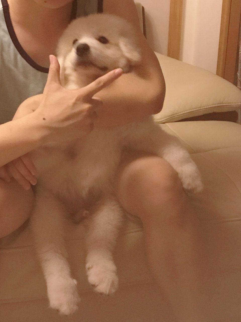 大白熊犬,别名比利牛斯山地犬(pyrenean mountain dog).