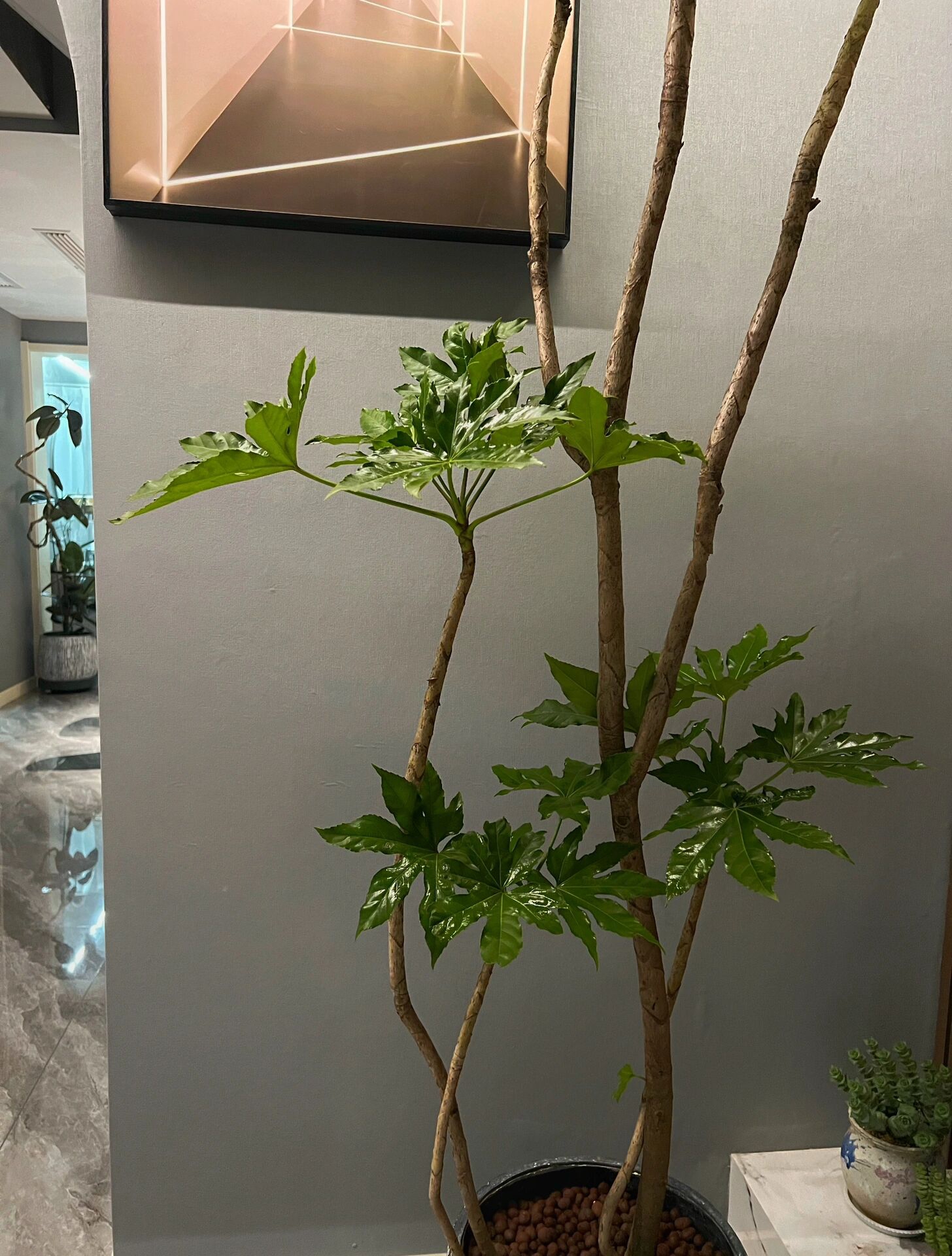 八角金盘 【老桩造型八角金盘】 fatsia japonica 它就像夏日里的抹茶