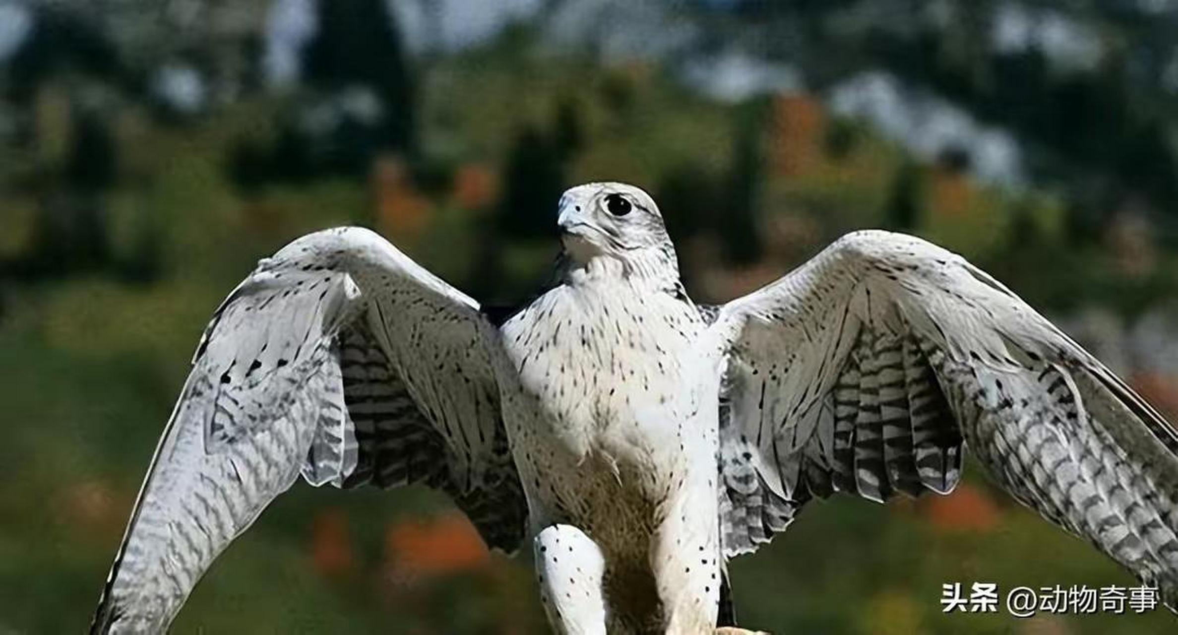 金雕是大型猛禽中的战斗机,同等体型的白头海雕遇到金雕简直算是战五