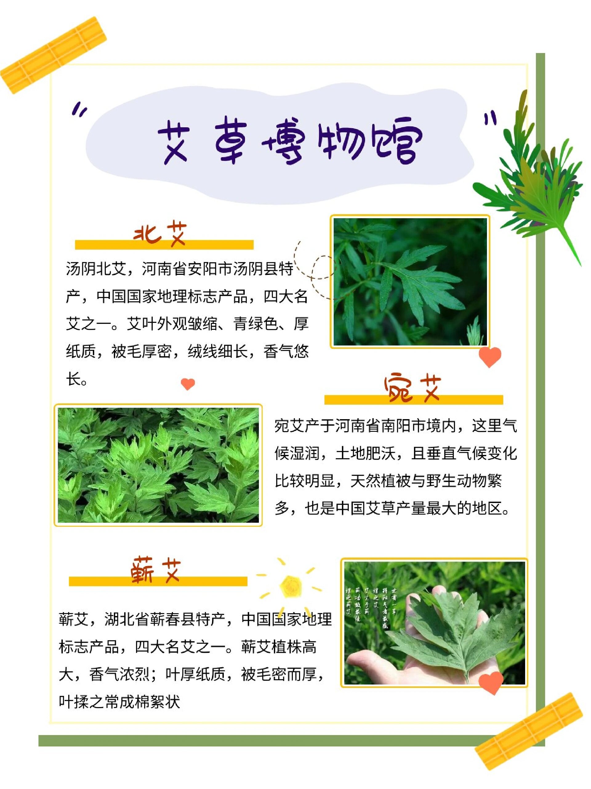 艾草的功效和作用用法图片