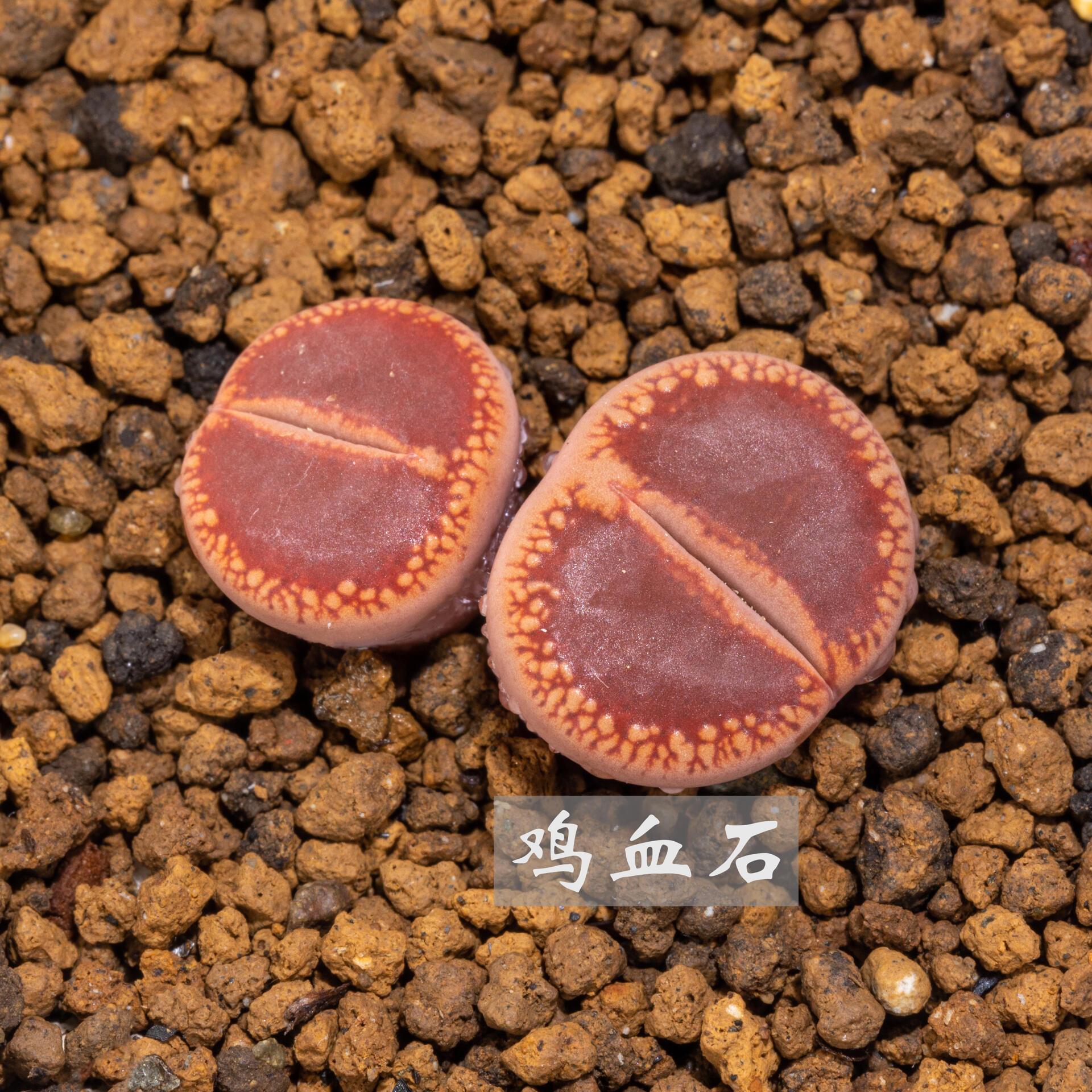 生石花中的小太阳——日轮玉 自古以来人们对太阳又敬畏又崇拜,向往