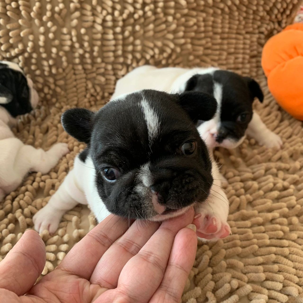 这样的小法斗值多少钱?