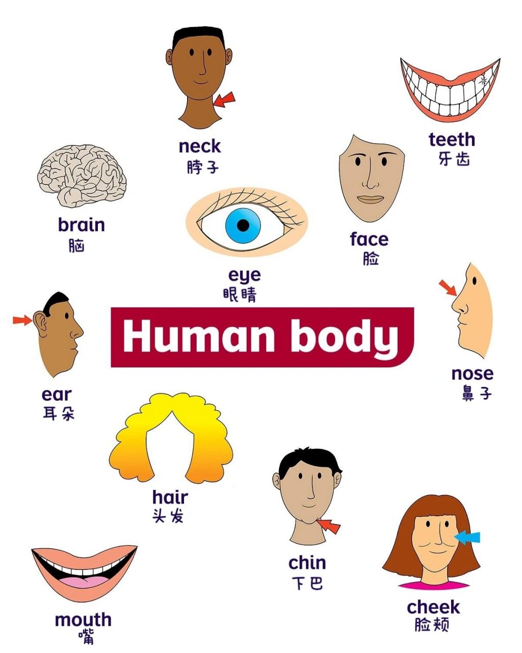 高清可打印英语单词卡片:身体部位篇 今日分享身体各部位英语单词卡片