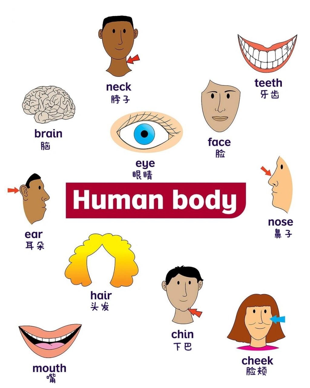 身体部位卡通示意图图片
