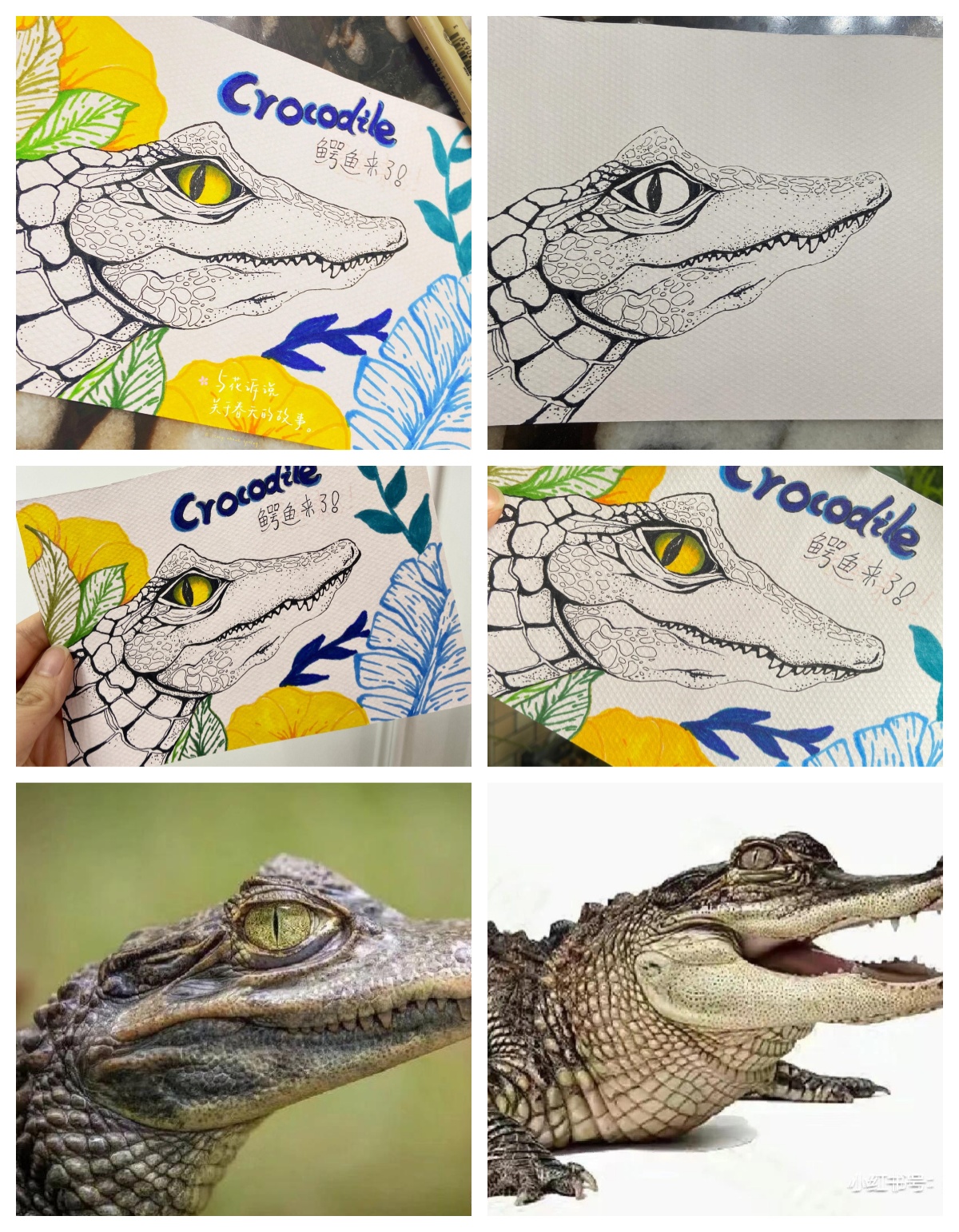 鳄鱼手抄报春天的小动物简笔画鳄鱼简笔画可爱鳄鱼眼睛绘画鳄鱼彩铅画