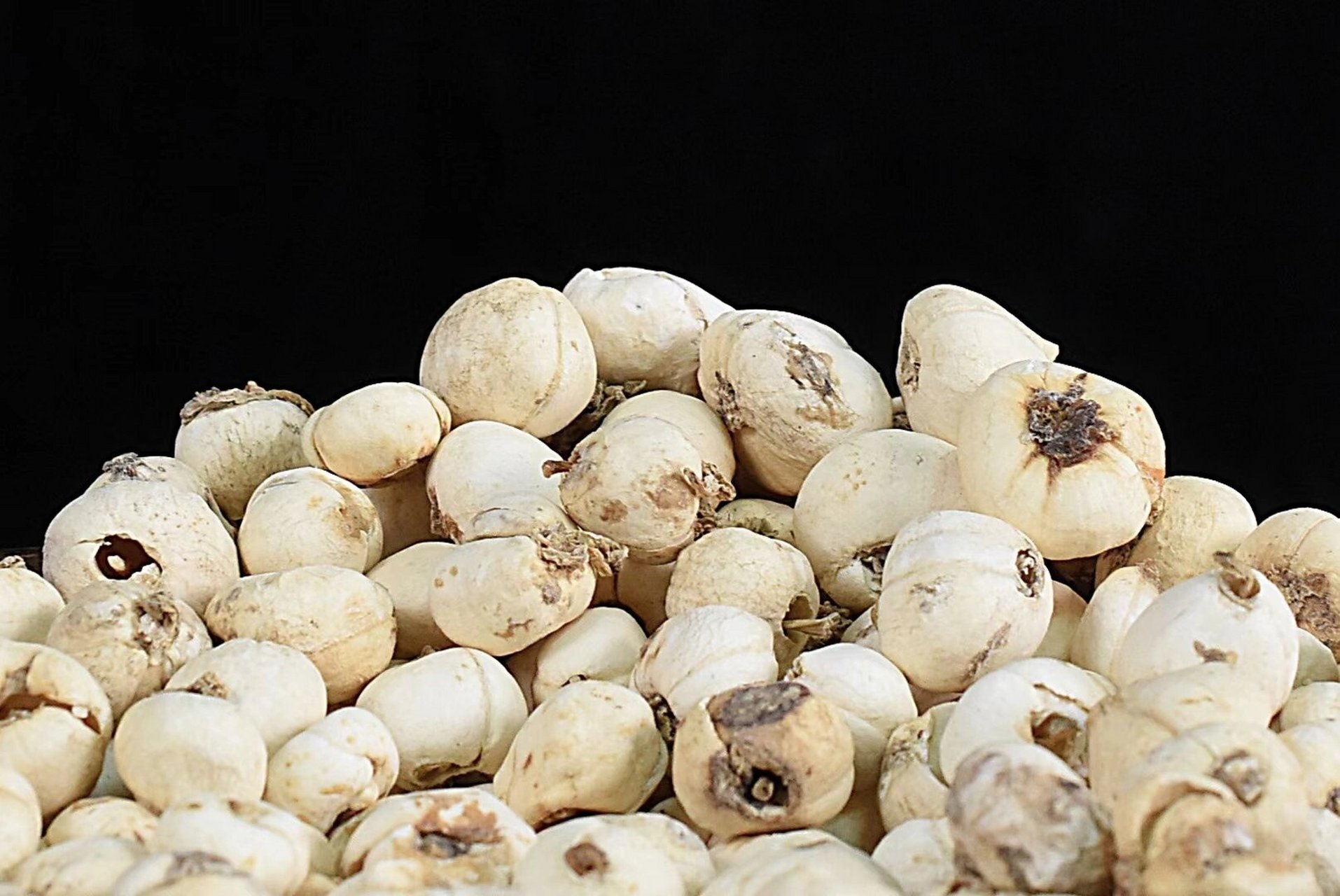 🔸西藏野生藏贝母 藏贝母真正西藏野生的贝母是最好的,真正生吃在