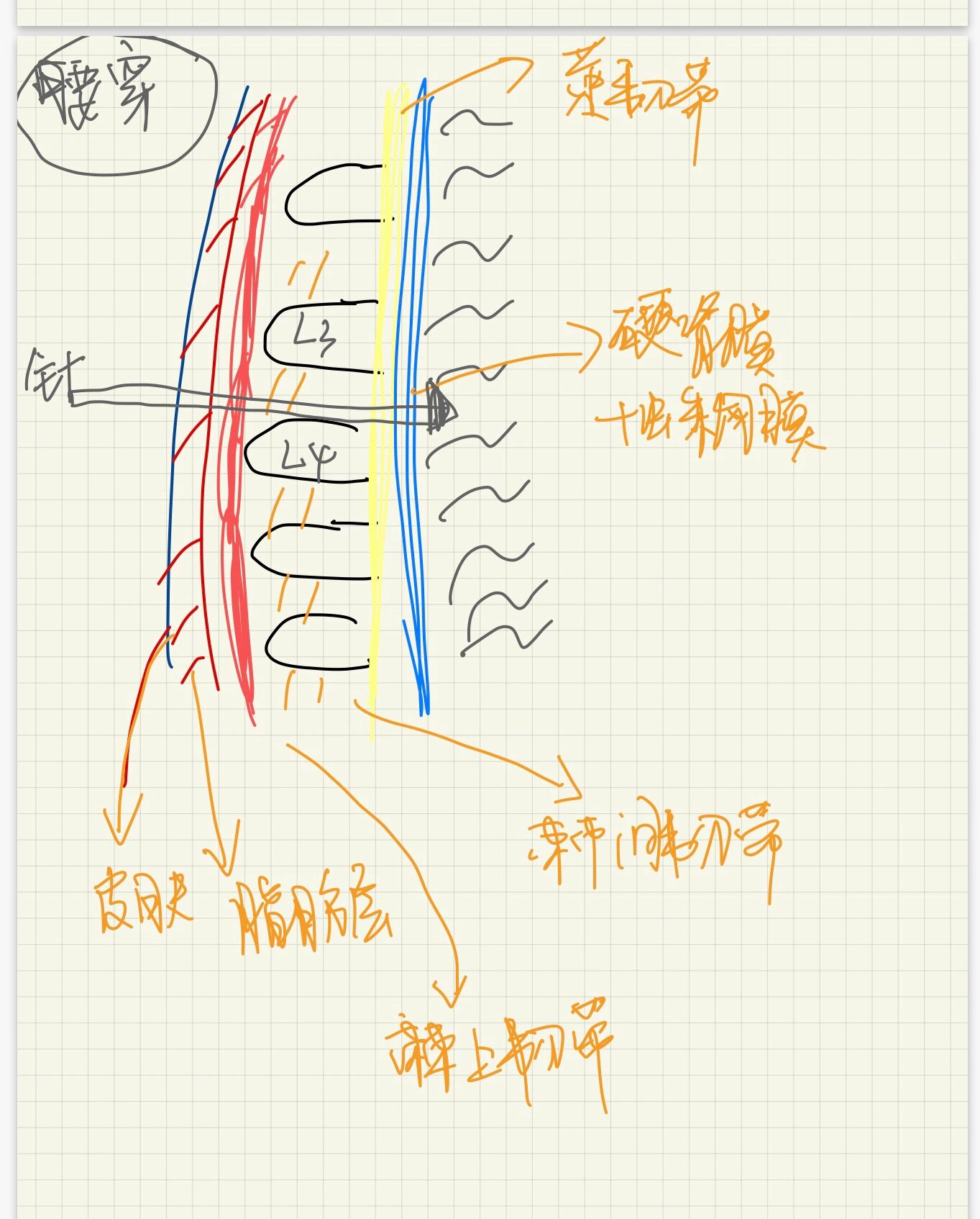 只有医学生才能看懂的图 这是一幅关于腰穿的解剖图