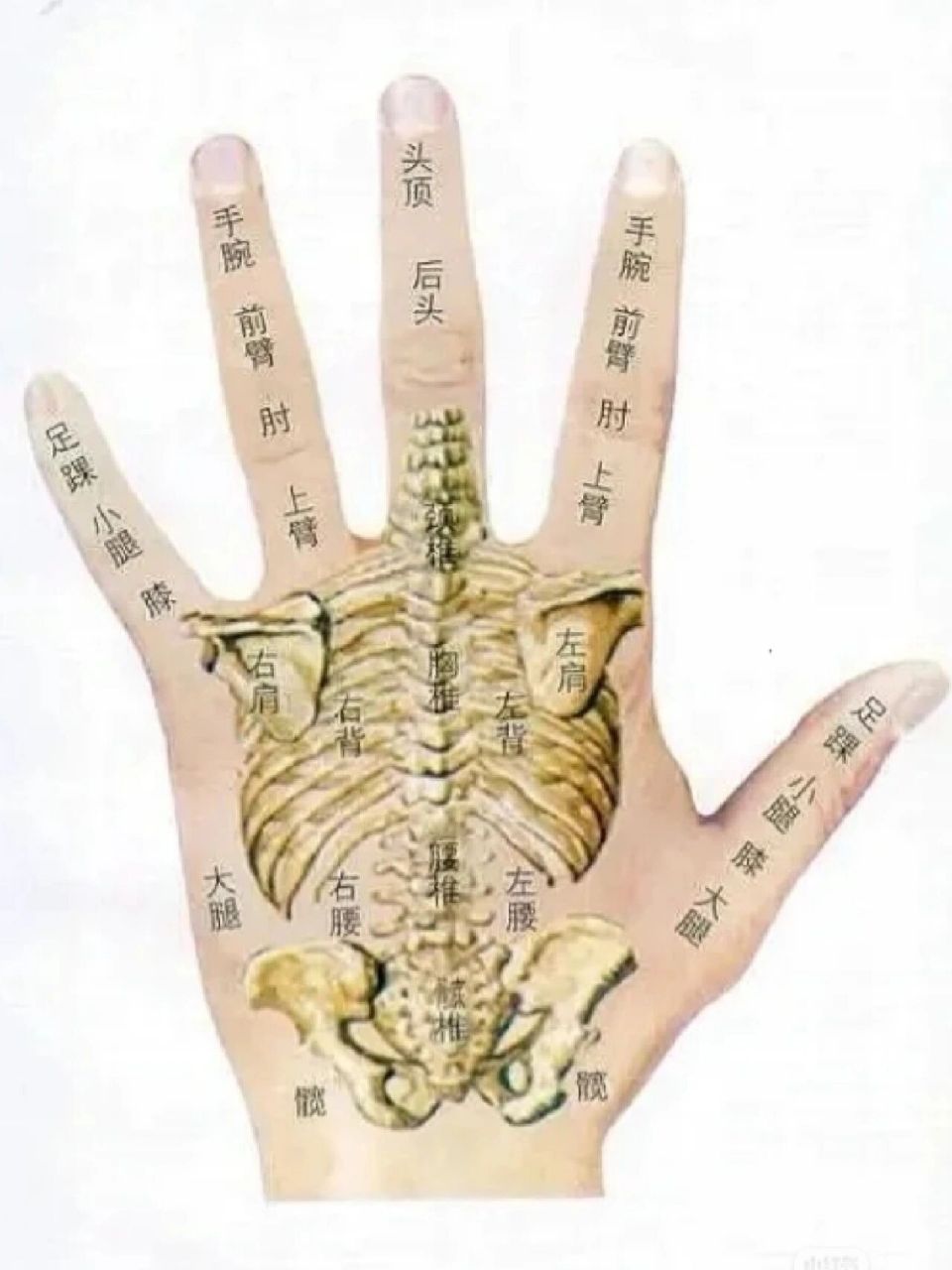 全息手掌经络穴位图
