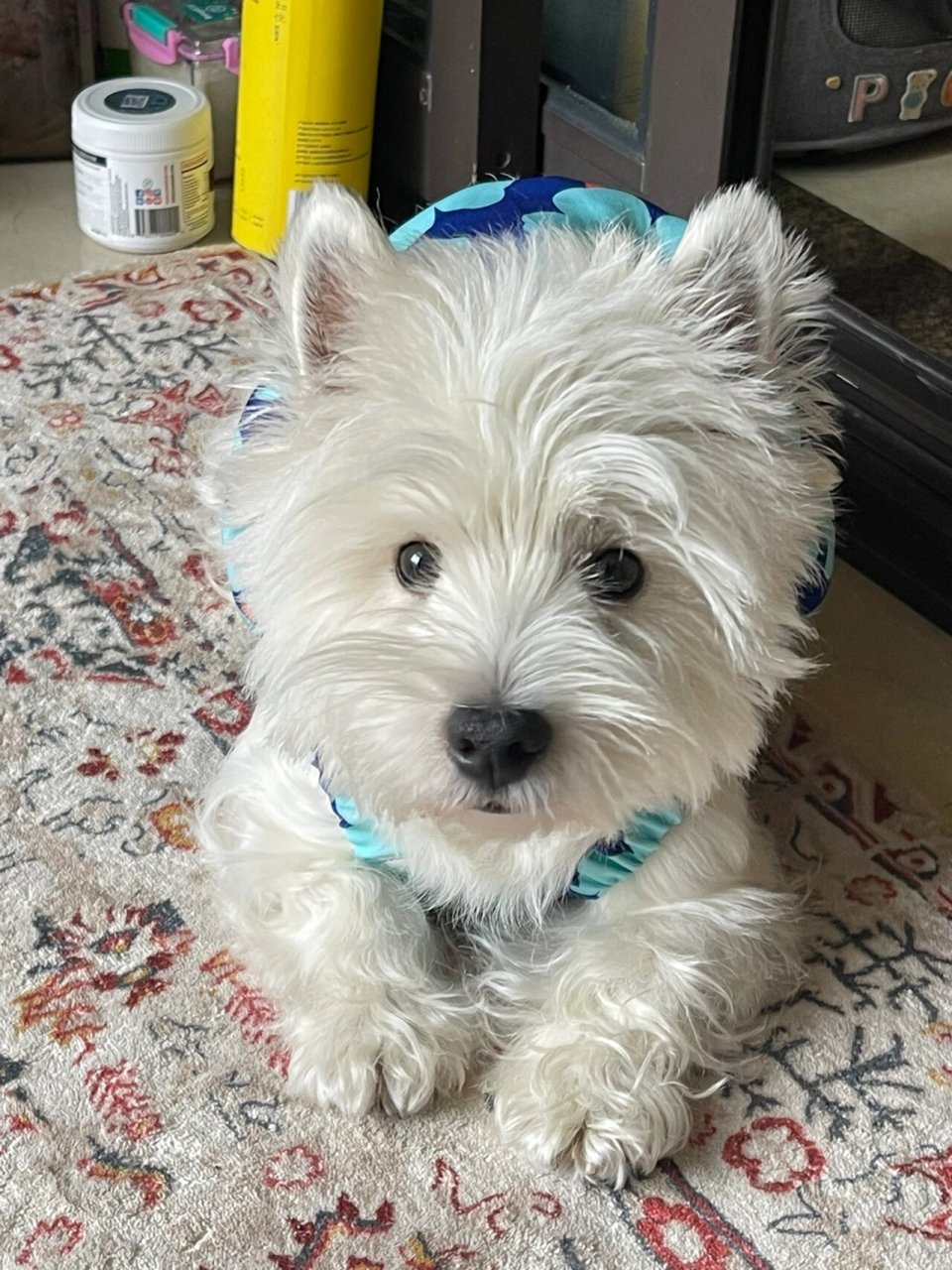 我的小狗怎么长不大呀06 2岁半了还长得一副小奶狗的样子