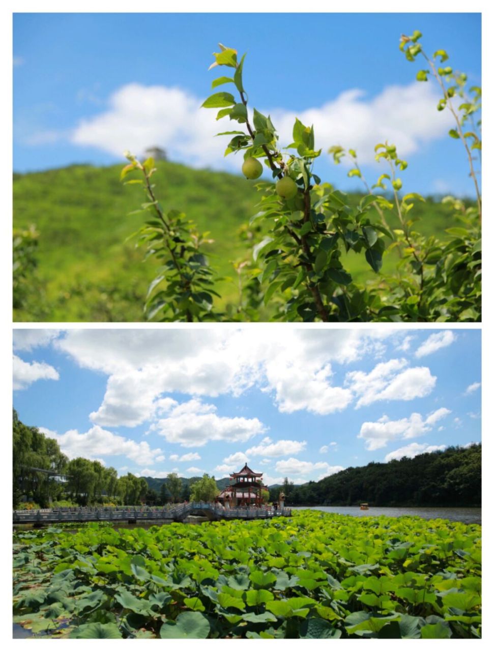 丹东/大梨树生态旅游区 国家4a级旅游景区 是全国首批农业旅游示范点