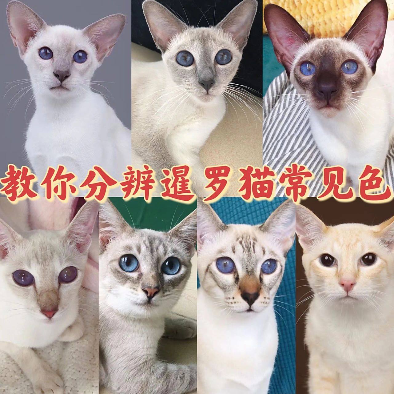 新手必看:暹罗猫颜色科普 暹罗猫有海豹色,蓝色,巧克力色,淡紫色,红色