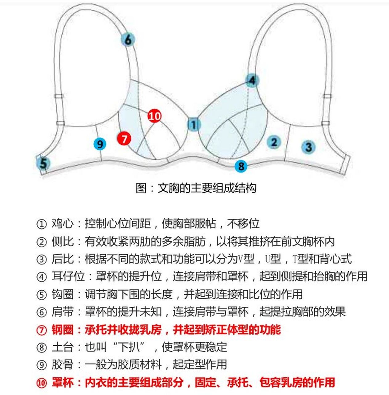 文胸的基本结构