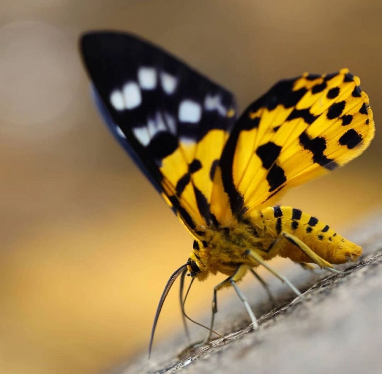 豹纹舞者——豹尺蛾 豹尺蛾( dysphania militaris