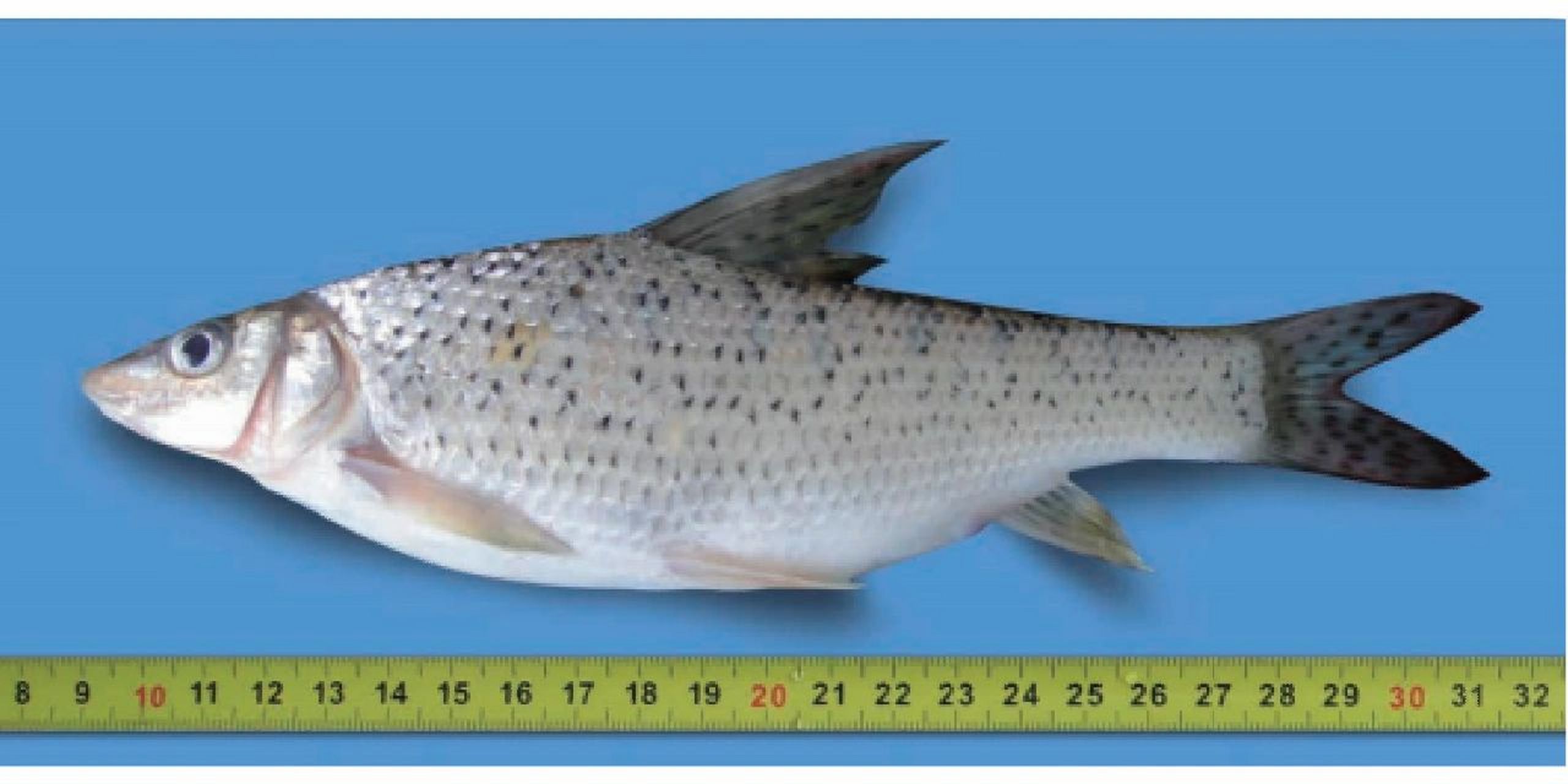 黑龙江冷水鱼有多鲜?让你见识一下三花!