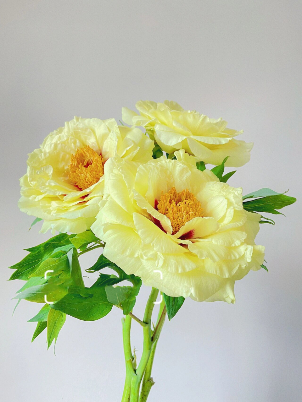 牡丹|皇冠牡丹 和巴茨拉芍药差不多 #鲜花分享# #点缀生活的鲜花