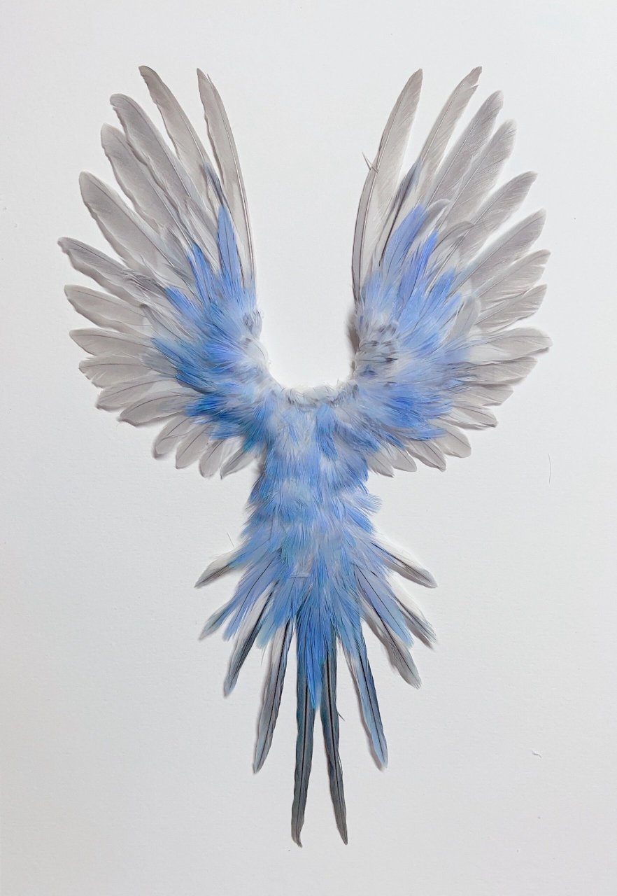 鹦鹉羽毛标本定制 标本,羽毛标本,鹦鹉羽毛标本,手工diy 小鸟标本制作