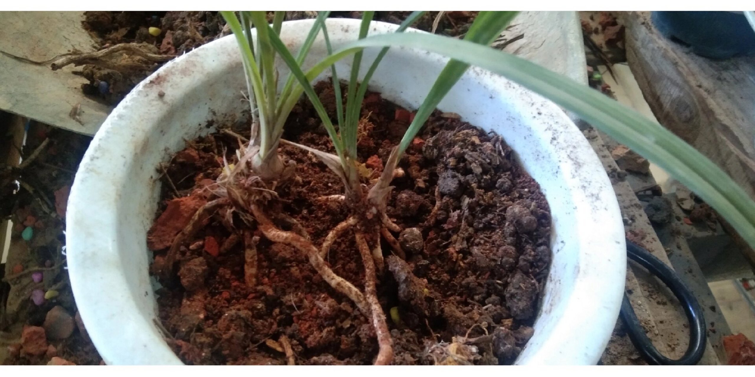 土植的兰花应清理一下芦头 栽兰花的时候,芦头应该与盆口一样平,今天