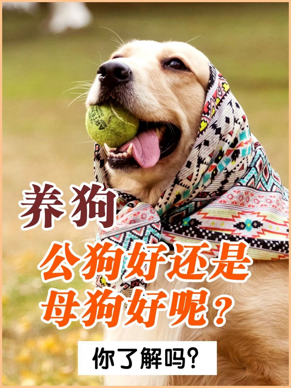 98养狗,公狗好还是母狗好呢71 92关于体型 92关于性格 狗狗的