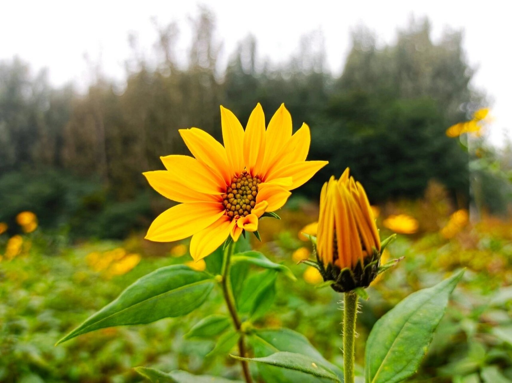 野鬼子姜花 一种地下根茎十分有价值的杂草—鬼子姜.