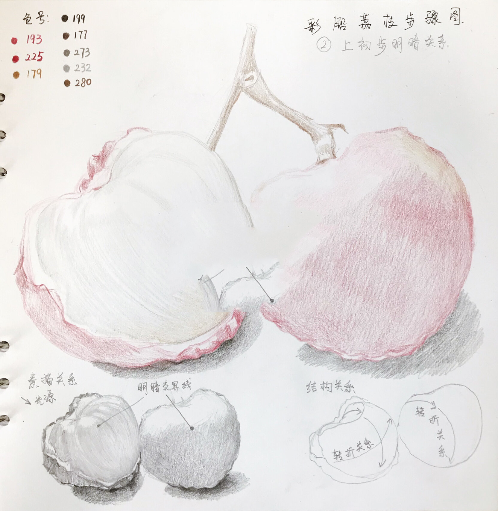 彩铅画 荔枝步骤教学 深度解析