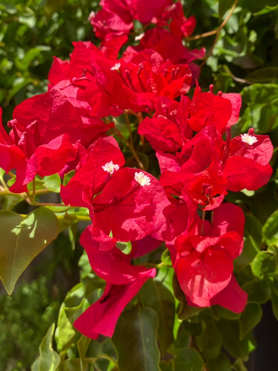 红色三角梅 三角梅(学名:bougainvillea glabra.