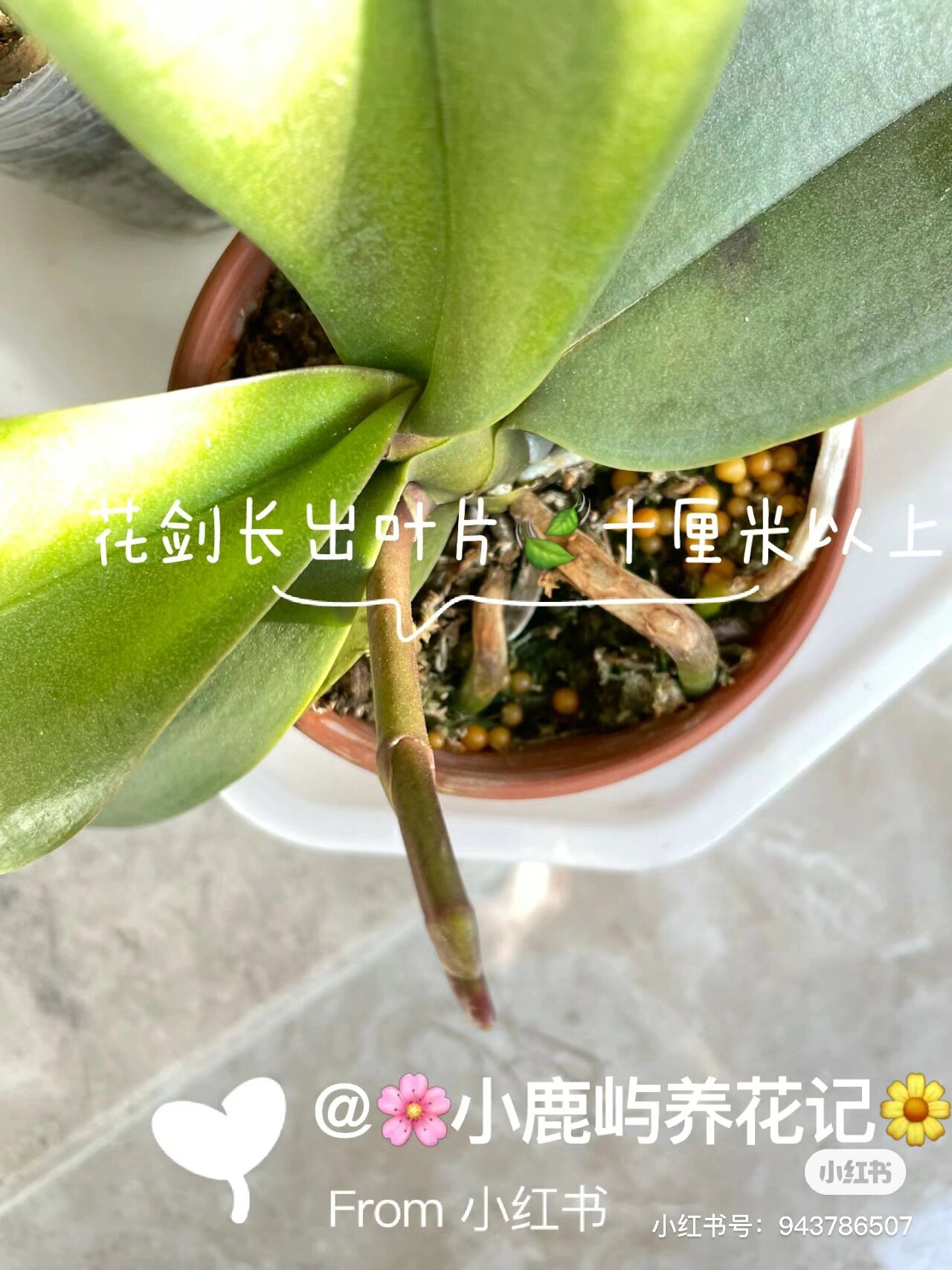 蝴蝶兰出花剑到开花到底需要多久