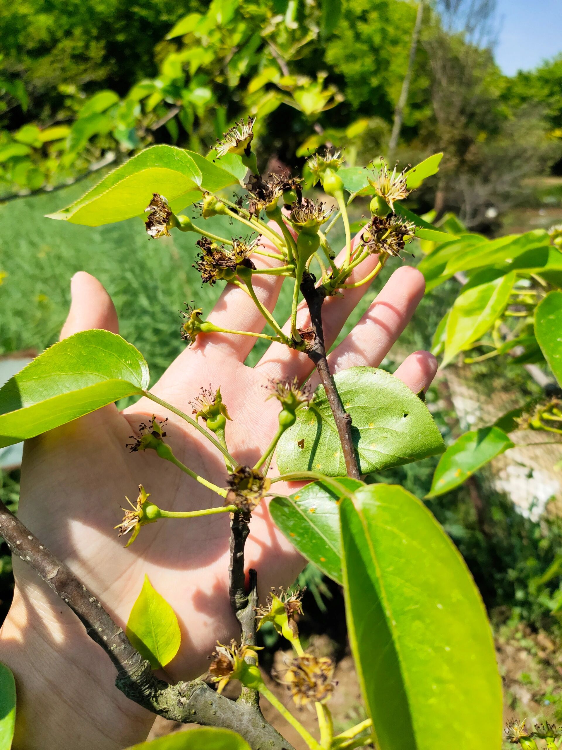 杨梅公花母花图片