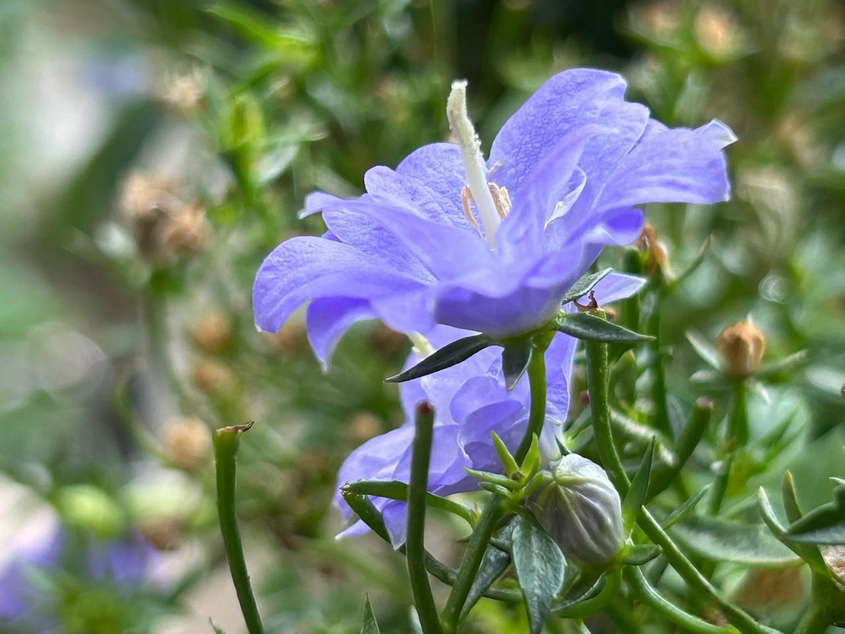 今年2月在抖音直播间买的丹麦风铃花,卖家说四季开花,真如卖家所说