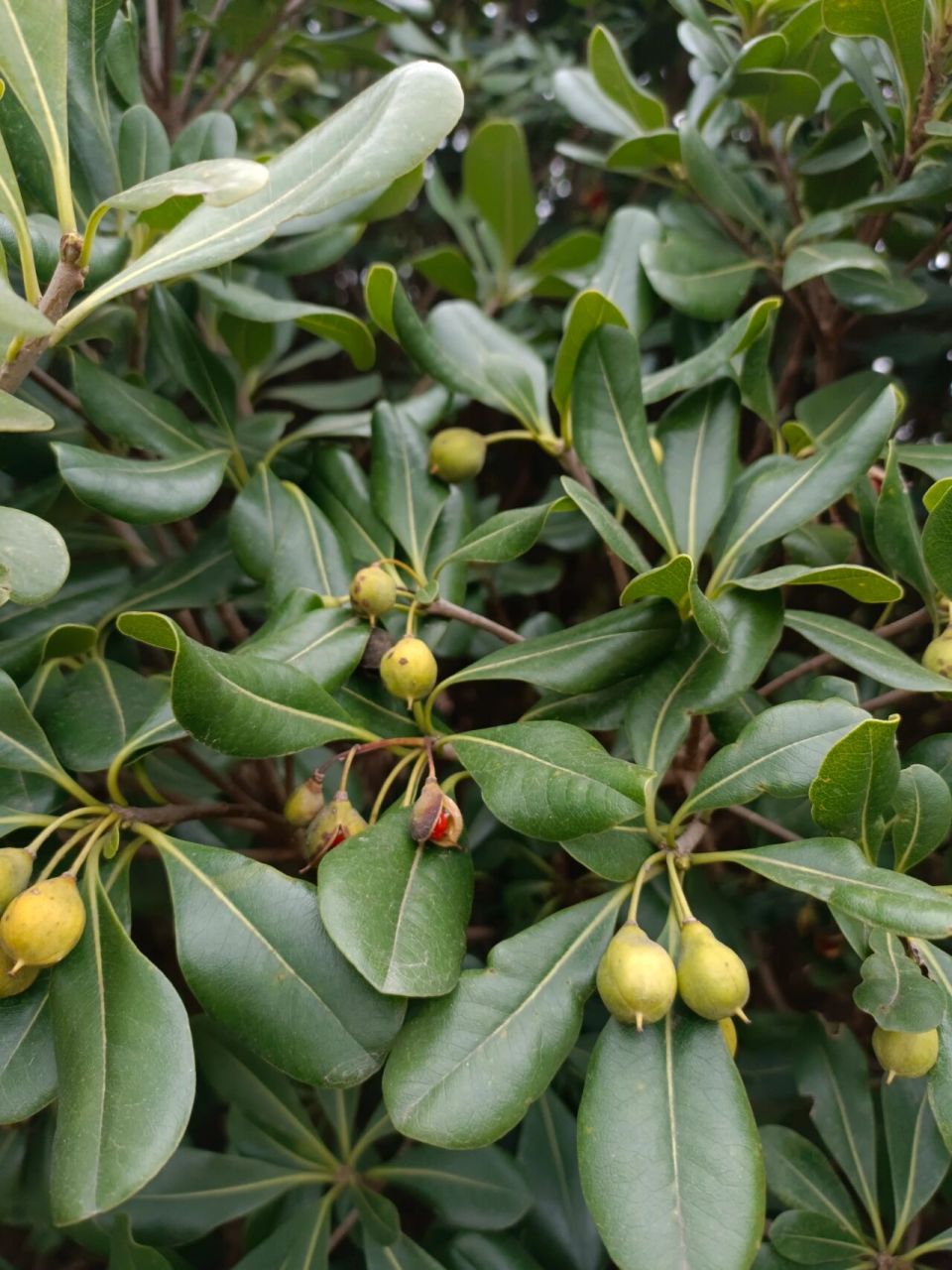 海桐 海桐,是双子叶植物纲 ,海桐花科,海桐花属常绿灌木或小乔木,高达
