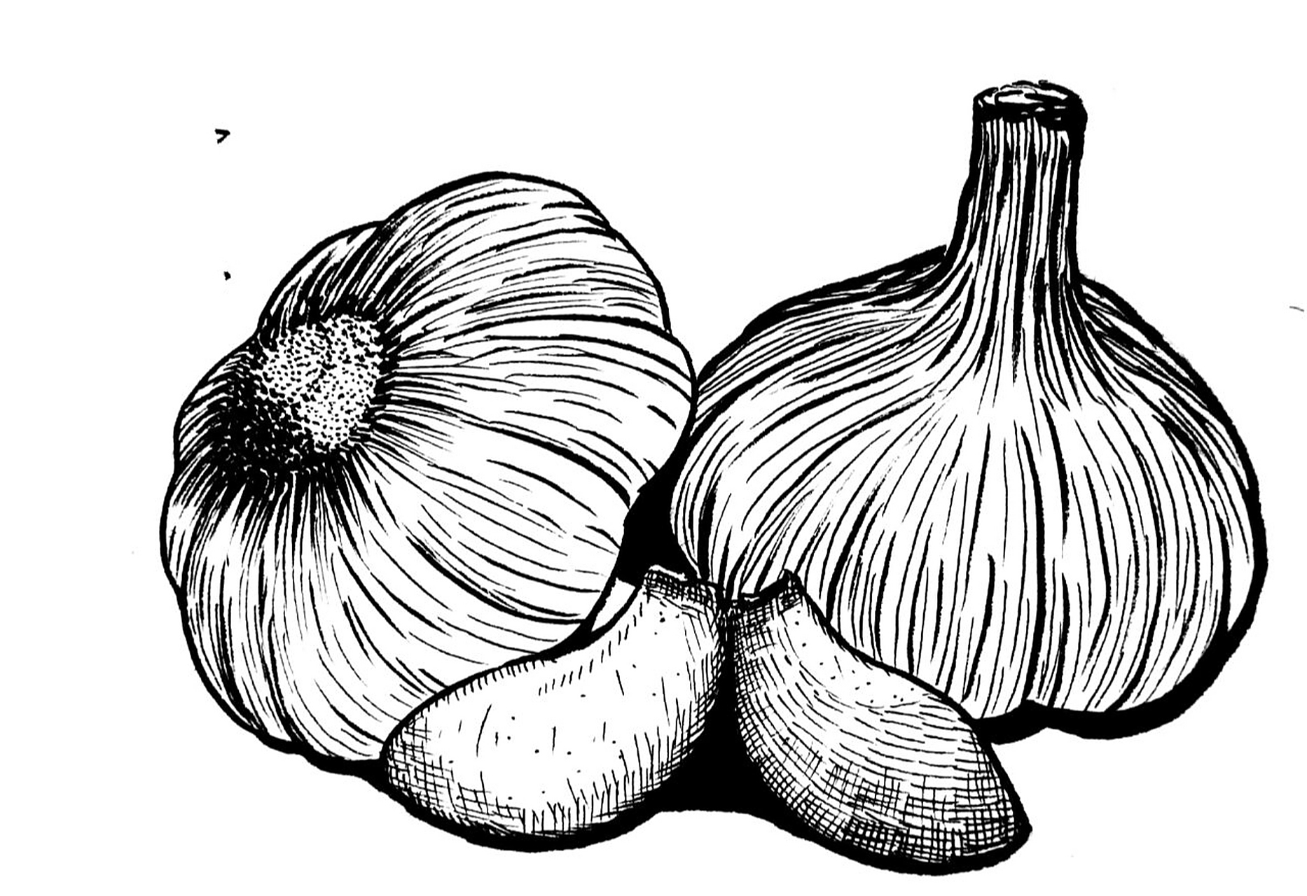 大蒜写生#大蒜线描画#蔬菜写生#创意美术 《大蒜写生》 适合年龄:8岁