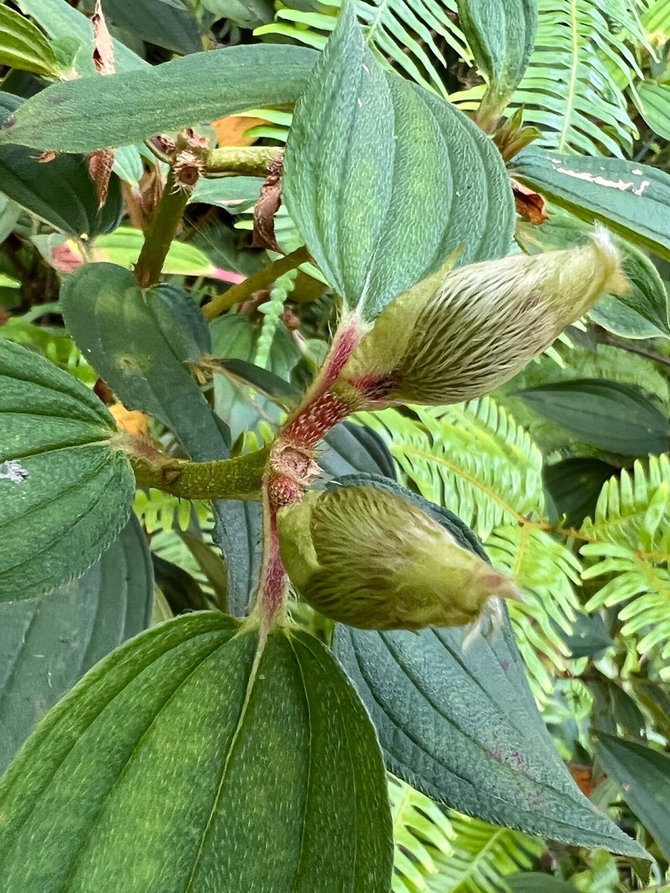 80: 野牡丹 野牡丹(melastoma candidum d. don):灌木,高0.5-1.