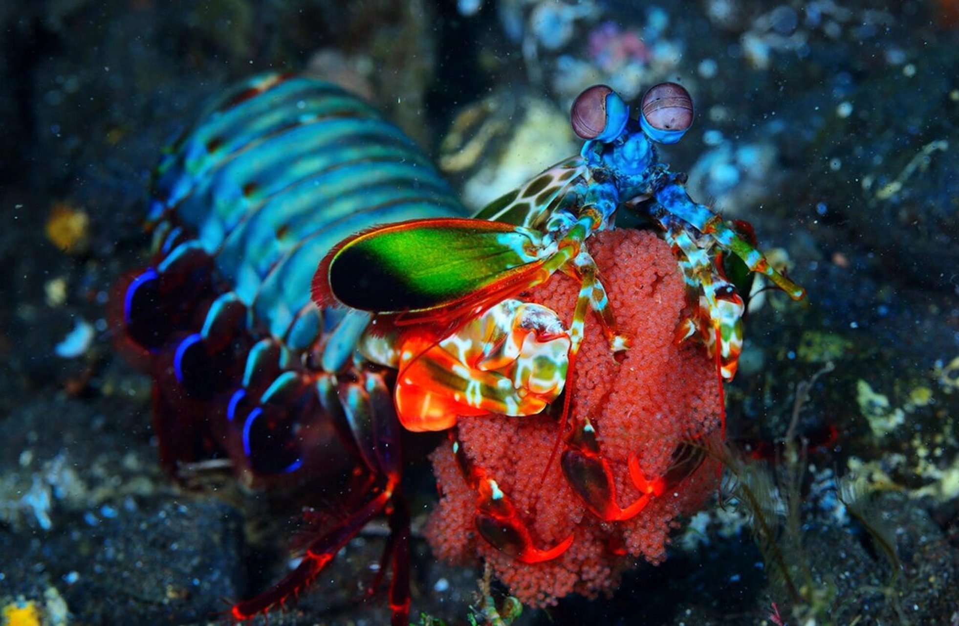 雀尾螳螂虾(七彩螳螂虾)